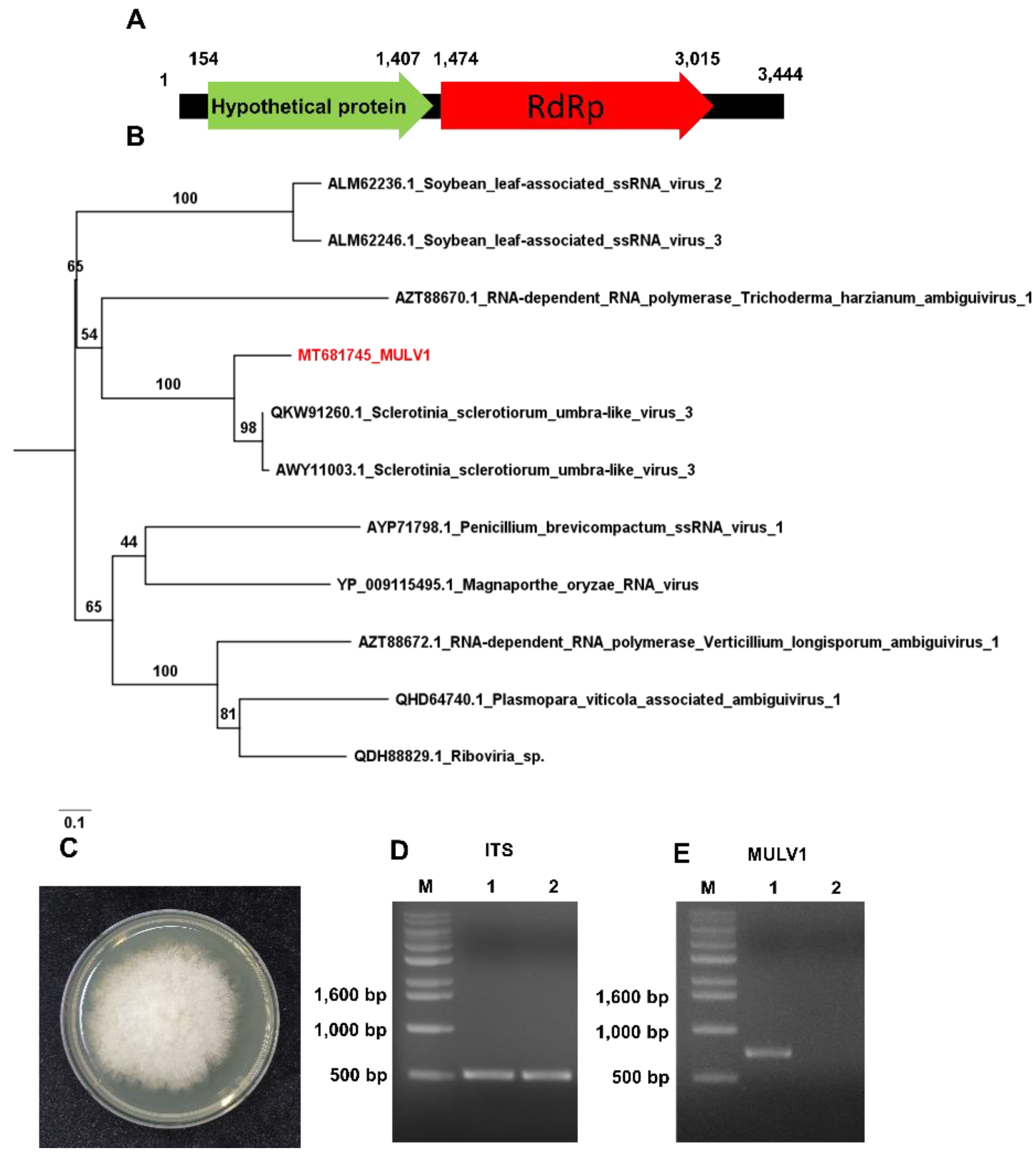Plants 09 01052 g008