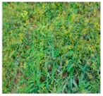 Plants 09 01244 i001