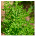 Plants 09 01244 i003