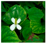 Plants 09 01244 i007