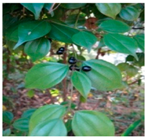 Plants 09 01244 i008