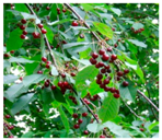 Plants 09 01244 i011