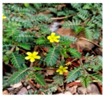 Plants 09 01244 i023