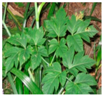 Plants 09 01244 i024