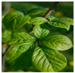 Plants 09 01244 i026