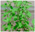 Plants 09 01244 i029