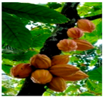 Plants 09 01244 i031