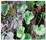 Plants 09 01244 i032