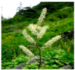 Plants 09 01244 i038