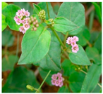 Plants 09 01244 i039