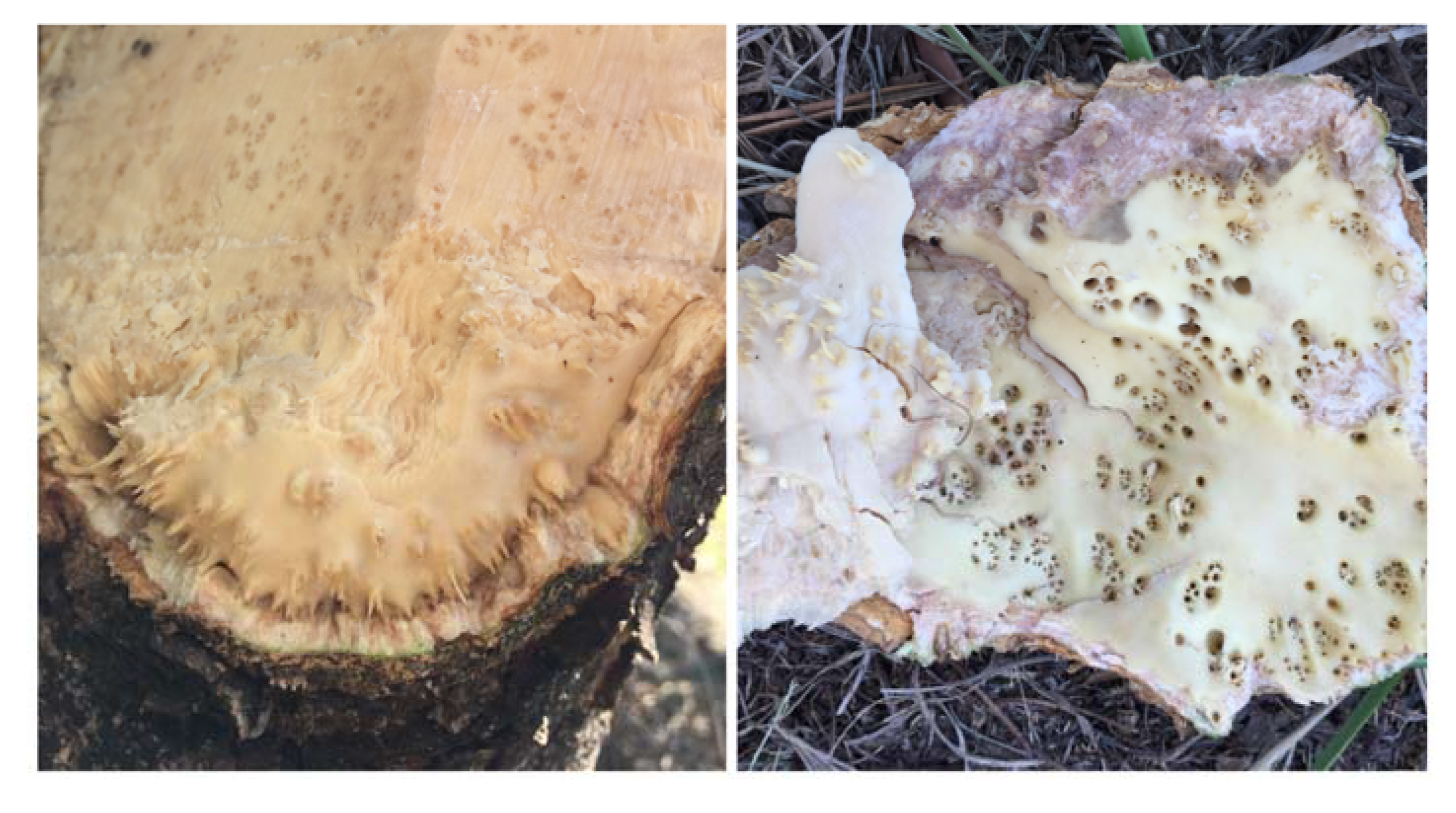 Plants 09 01272 g011