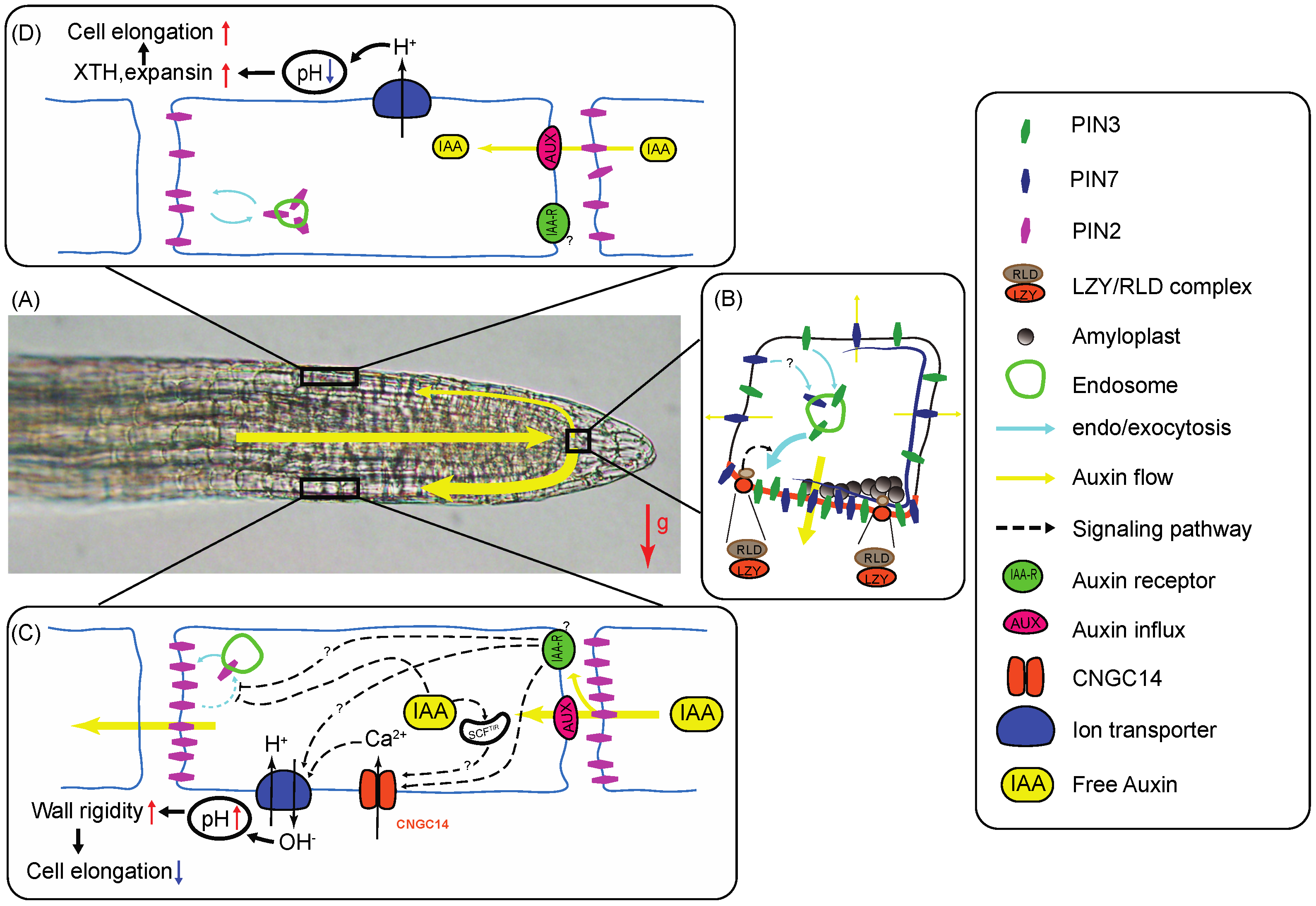 Plants 09 01290 g001