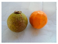 Plants 09 01299 i001