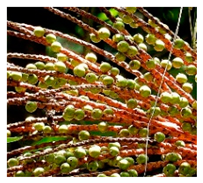 Plants 09 01299 i002