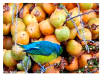 Plants 09 01299 i003