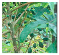 Plants 09 01299 i006