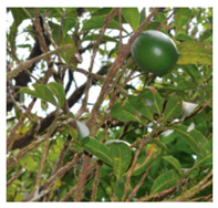 Plants 09 01299 i007