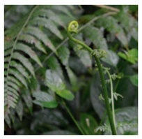 Plants 09 01299 i008