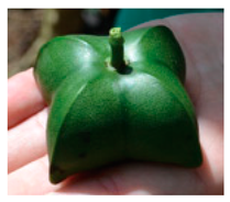 Plants 09 01299 i009