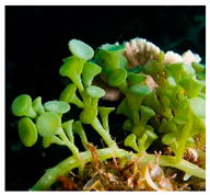 Plants 09 01299 i010