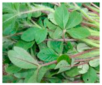 Plants 09 01299 i011