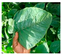 Plants 09 01299 i012