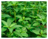 Plants 09 01299 i013