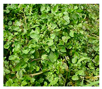 Plants 09 01299 i014