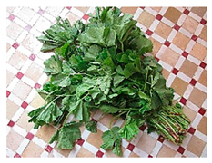 Plants 09 01299 i015