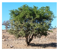 Plants 09 01299 i016