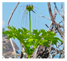 Plants 09 01299 i017