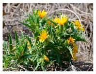 Plants 09 01299 i019