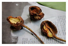 Plants 09 01299 i021