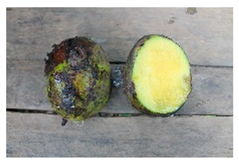 Plants 09 01299 i022