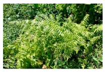 Plants 09 01299 i023