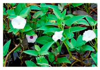 Plants 09 01299 i024