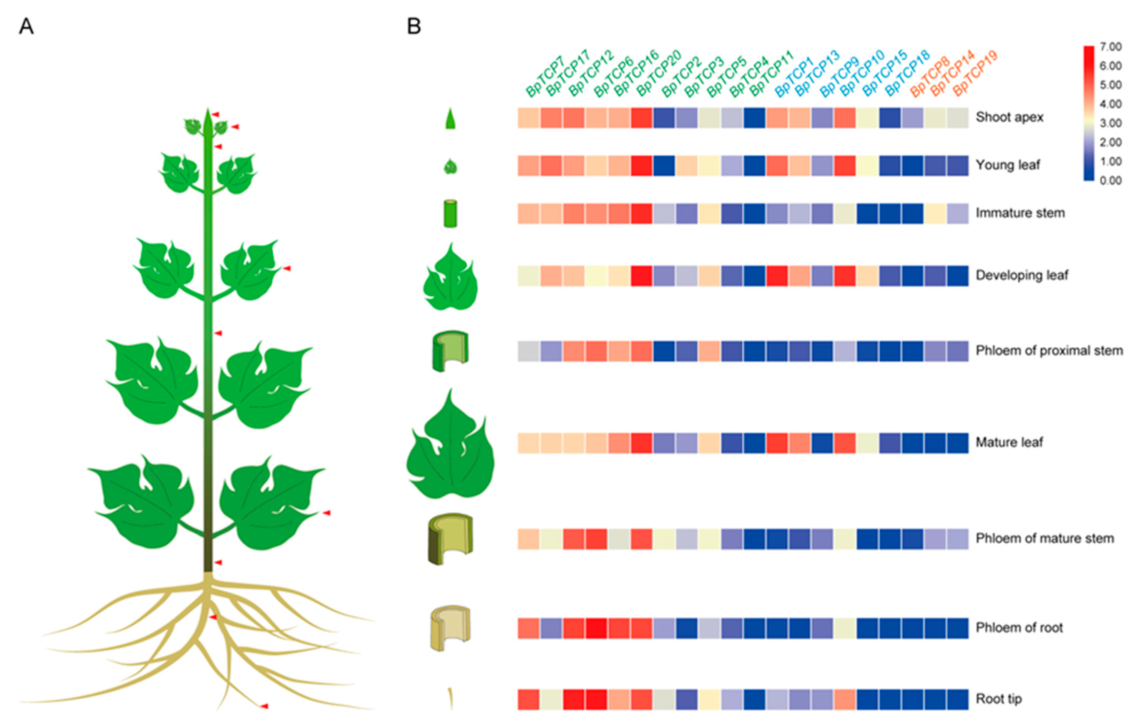 Plants 09 01301 g005