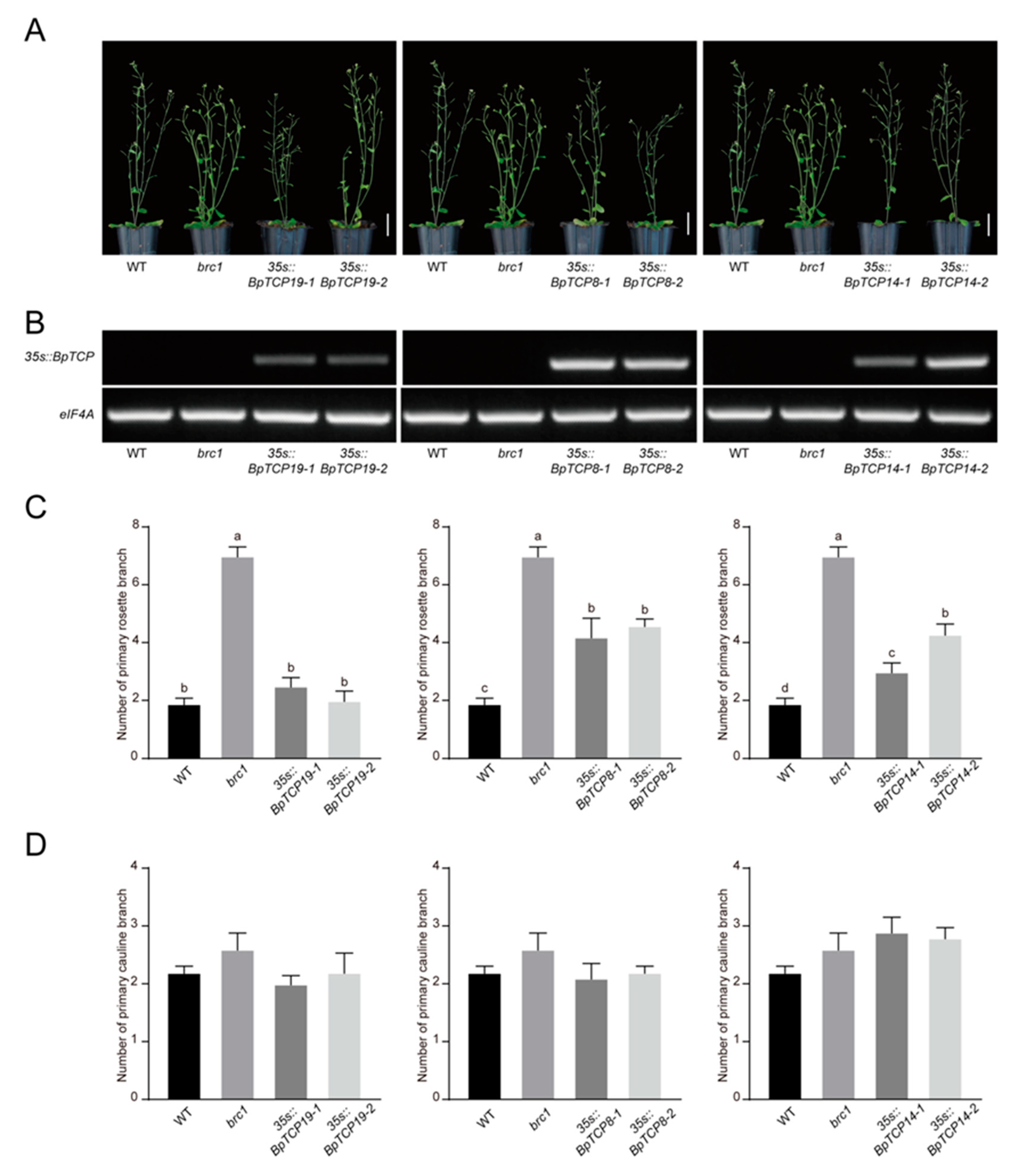 Plants 09 01301 g008