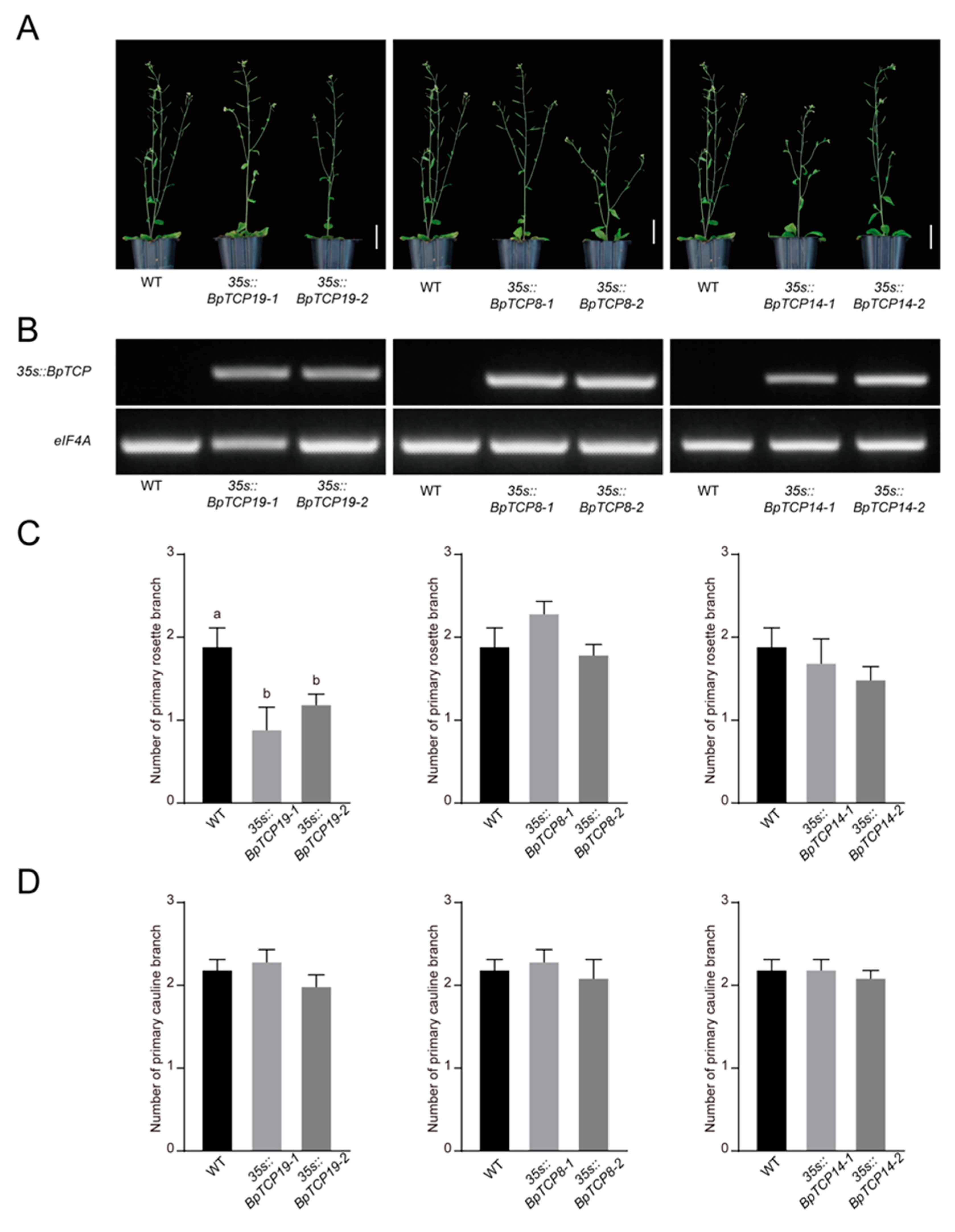 Plants 09 01301 g009