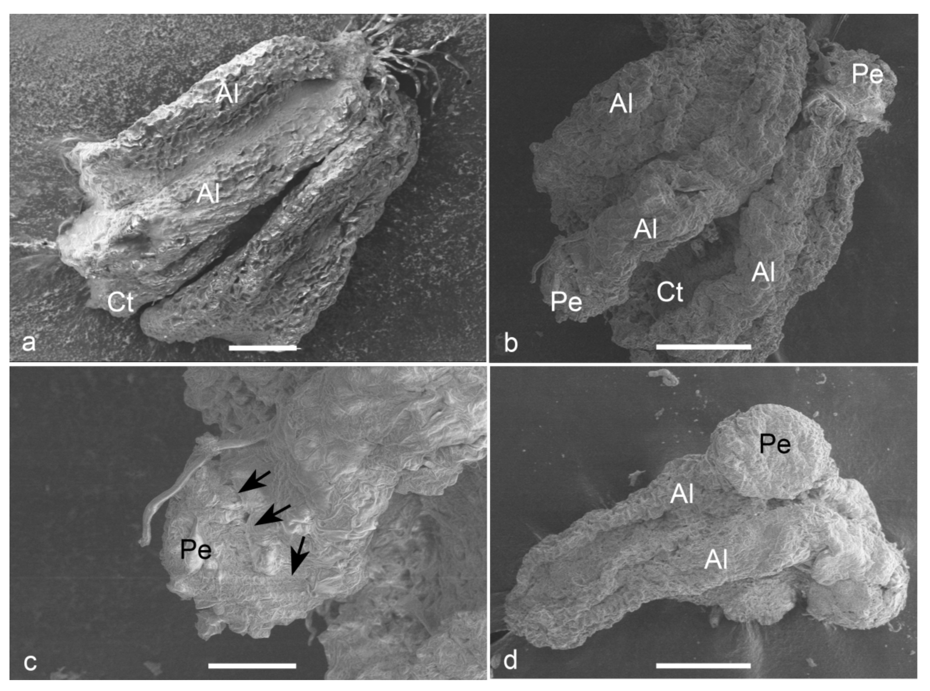 Plants 09 01315 g005 Plants 09 01315 g005
