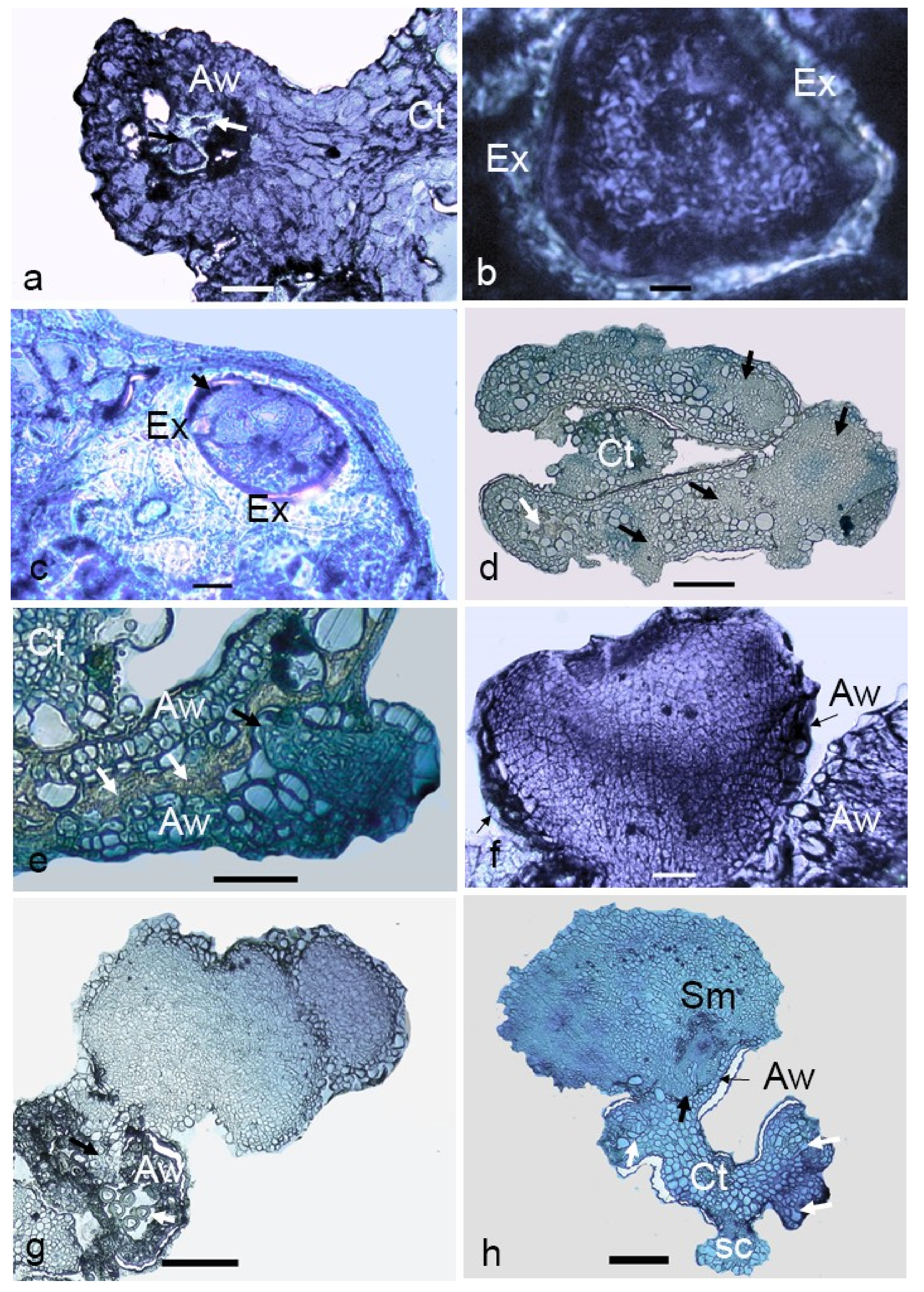 Plants 09 01315 g006 Plants 09 01315 g006