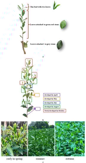 Plants 09 01333 g0a1 Plants 09 01333 g0a1