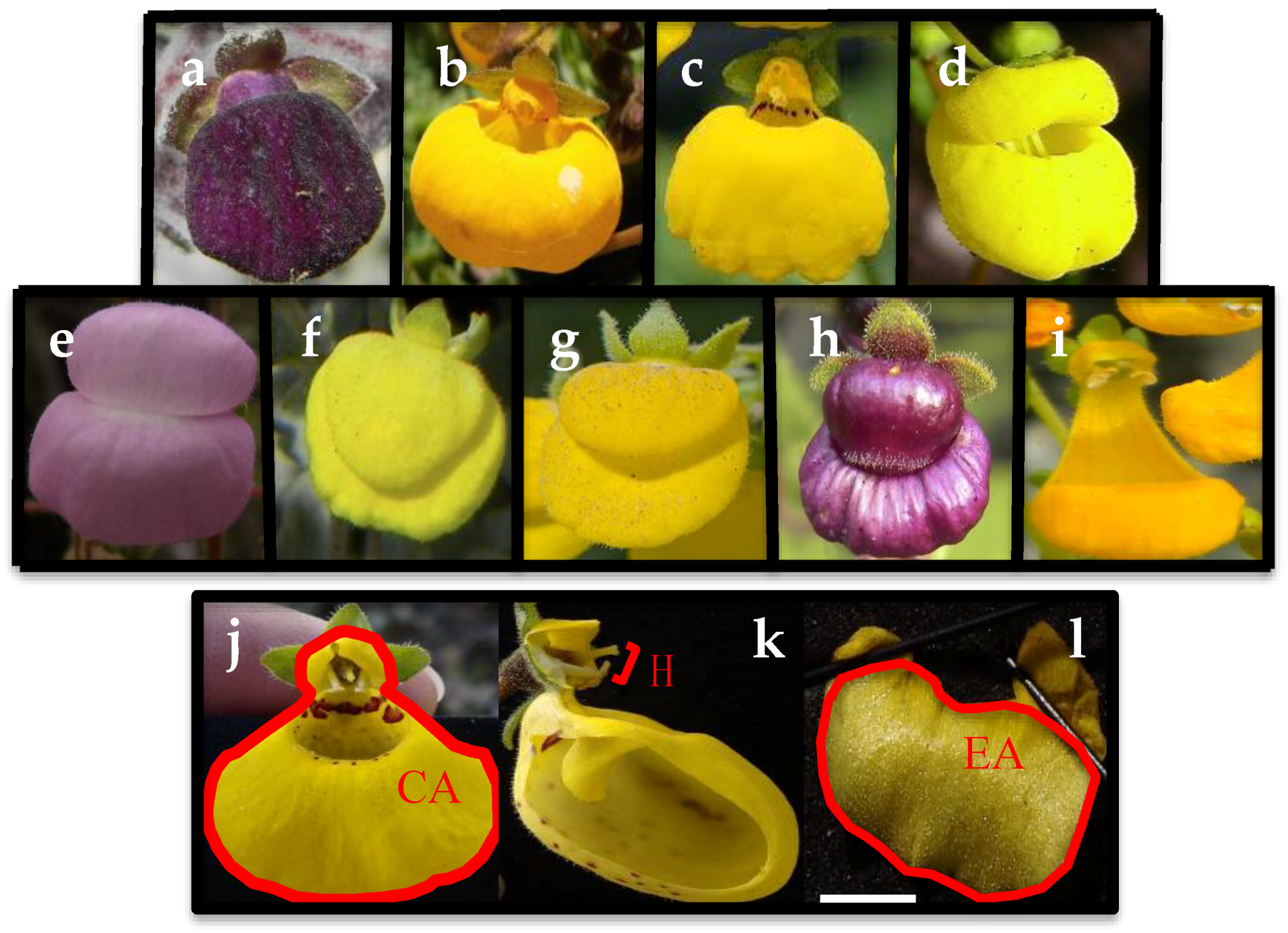 Plants 09 01377 g001 Plants 09 01377 g001