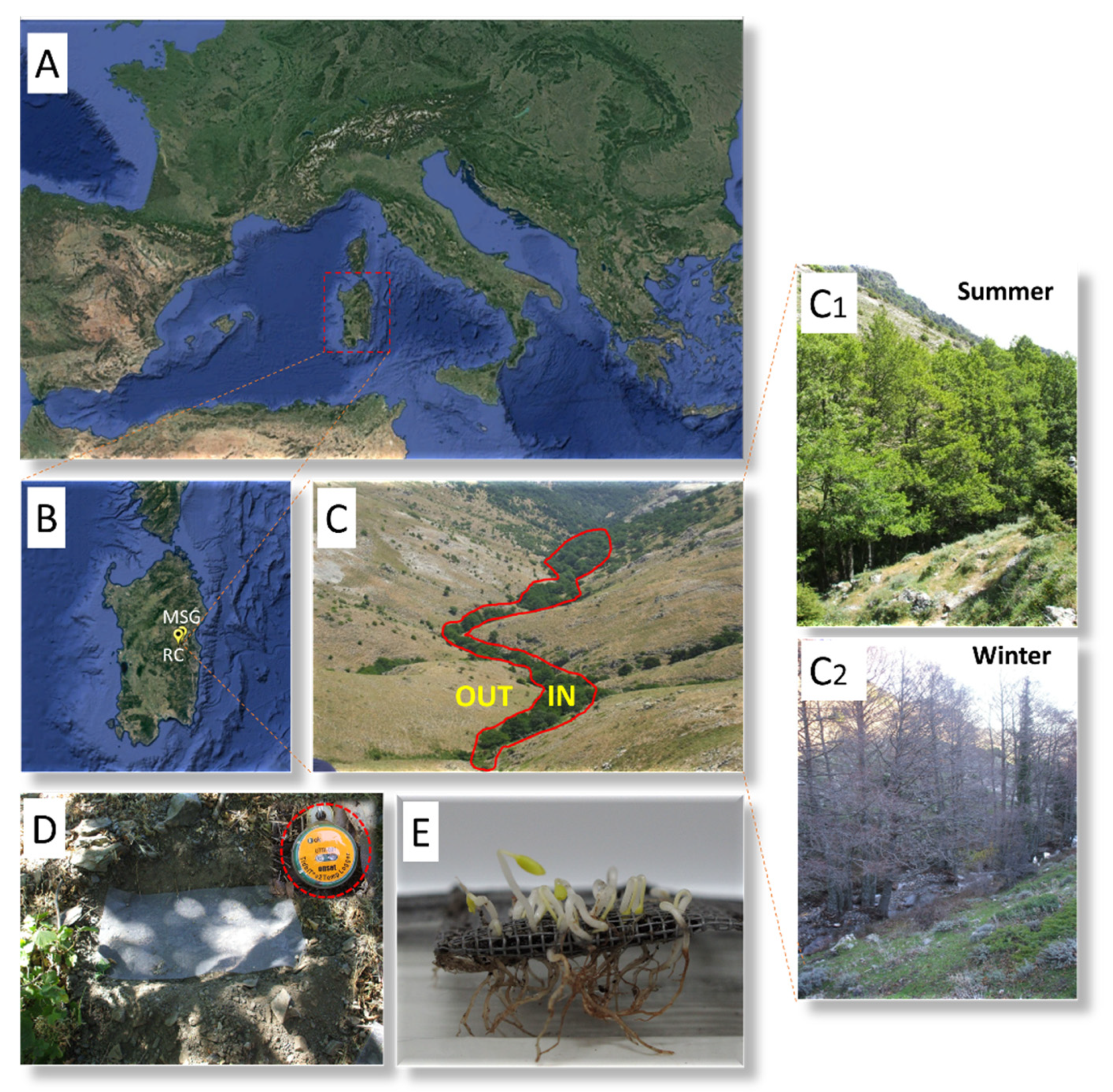 Plants 09 01382 g008