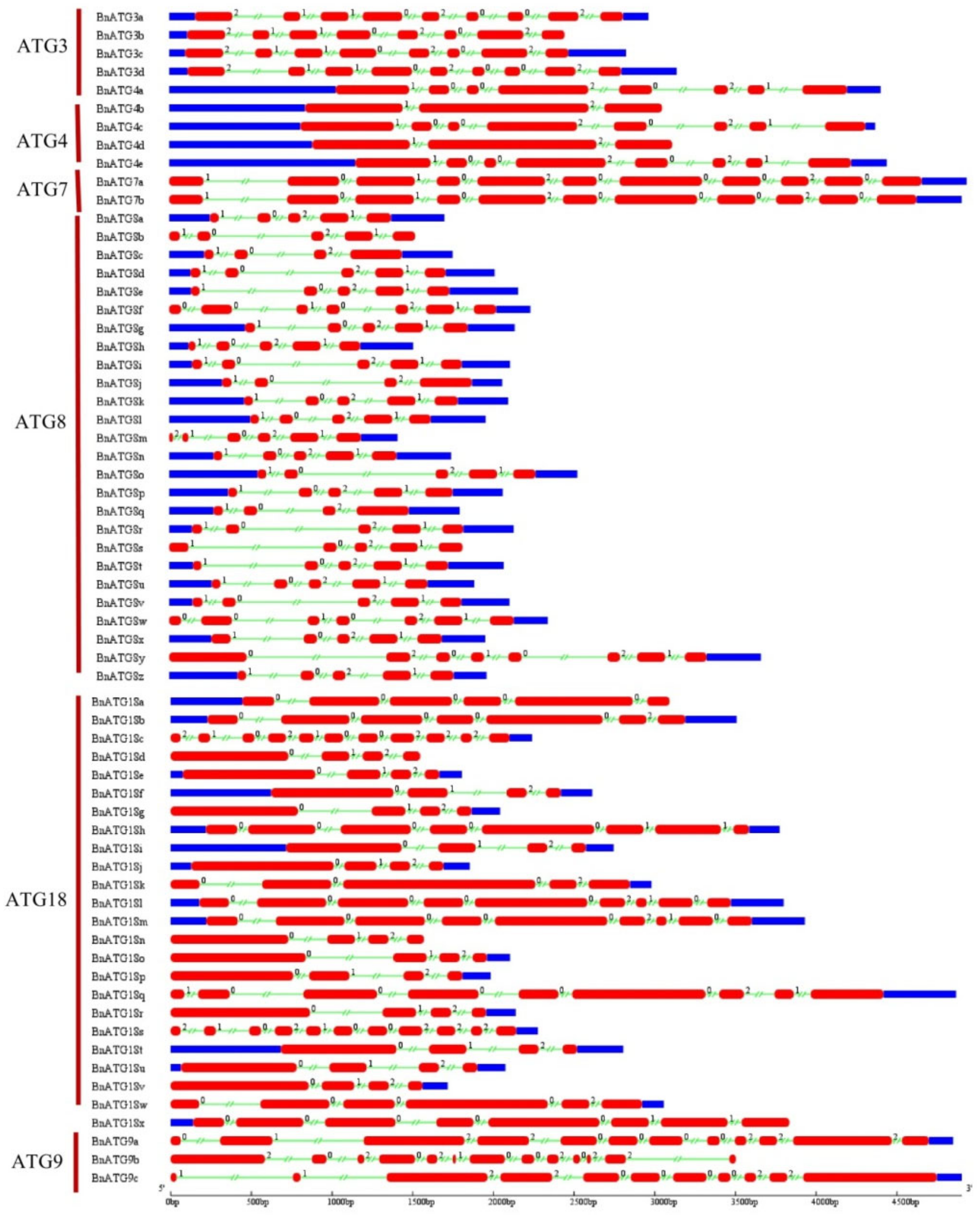 Plants 09 01393 g005