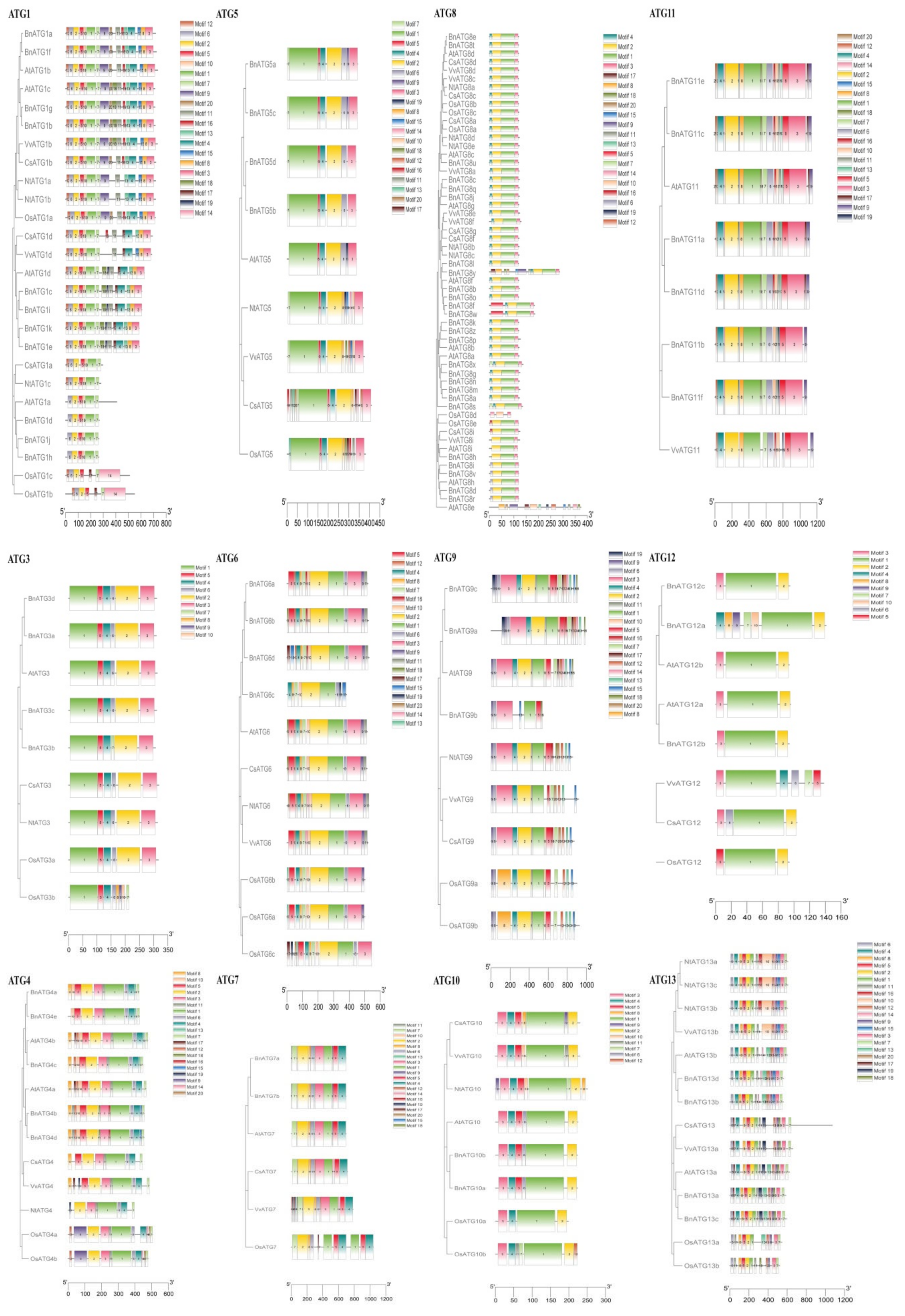 Plants 09 01393 g006