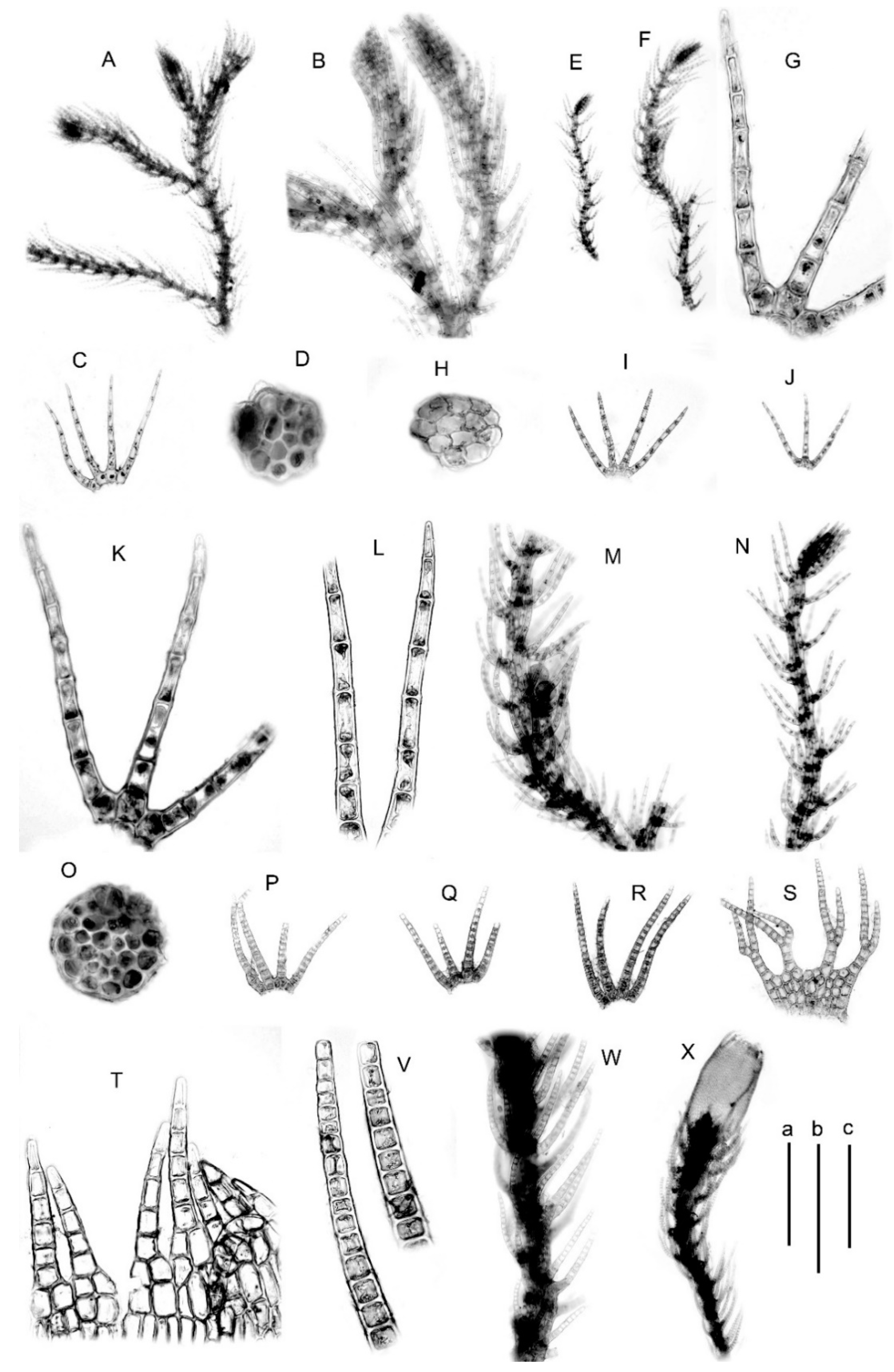 Plants 09 01423 g003