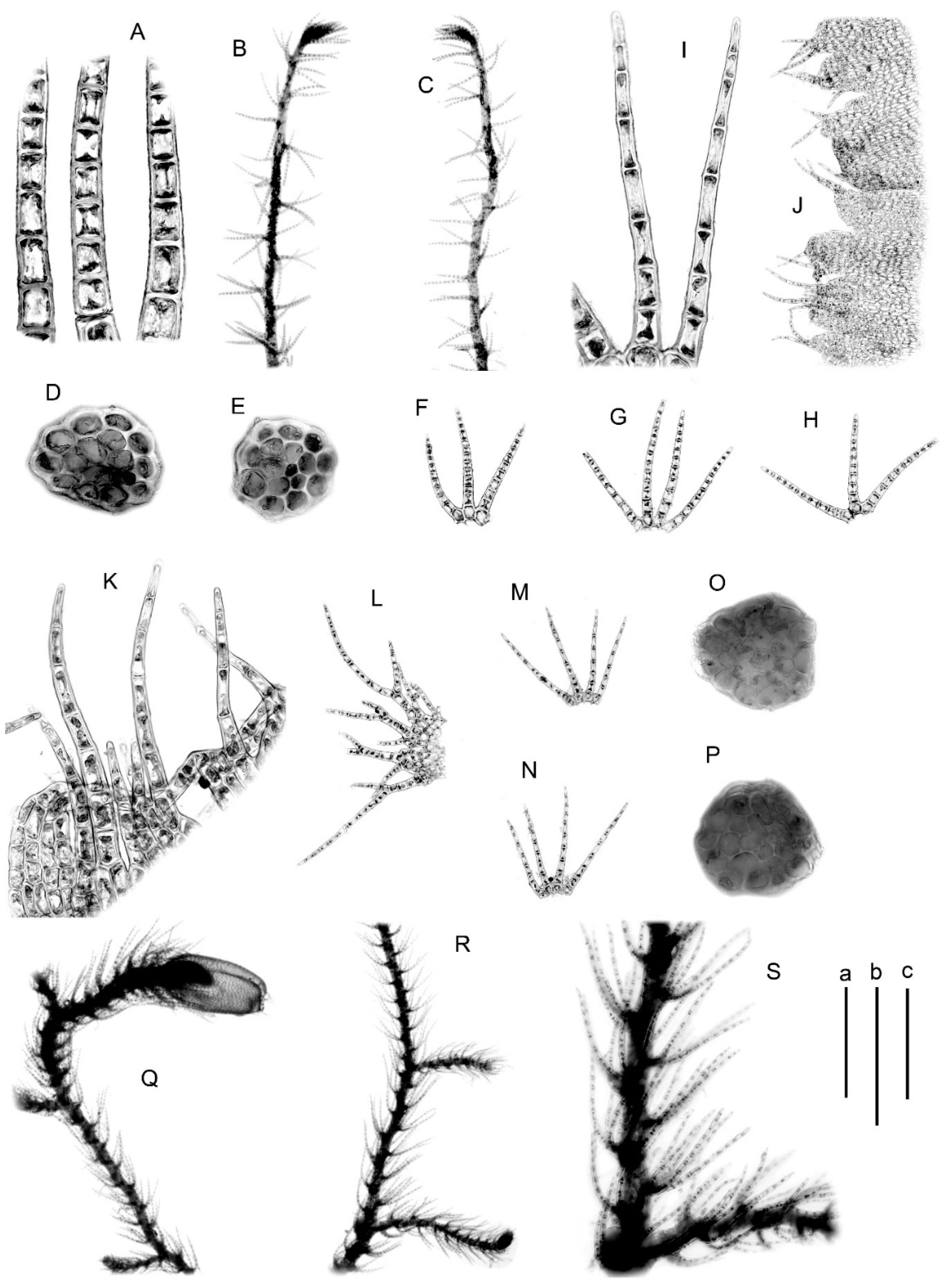 Plants 09 01423 g006