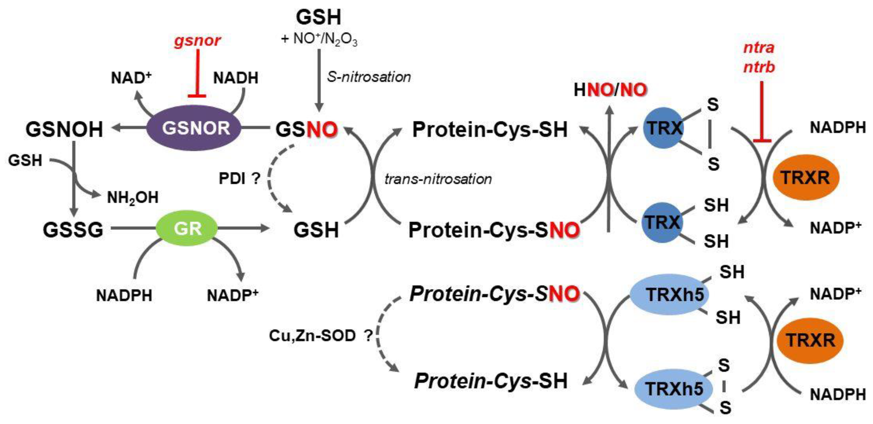 Plants 09 01426 g001