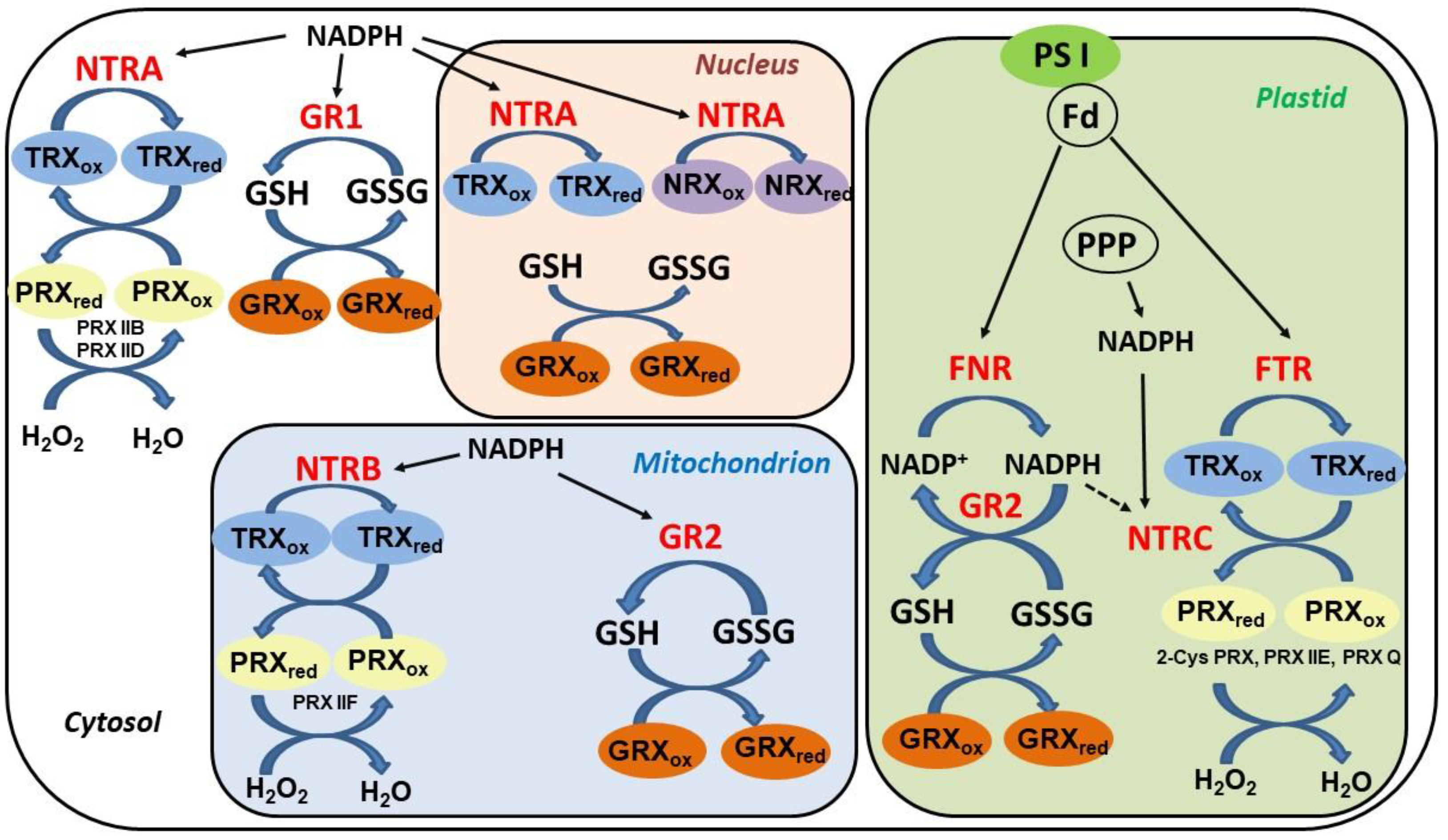 Plants 09 01426 g002